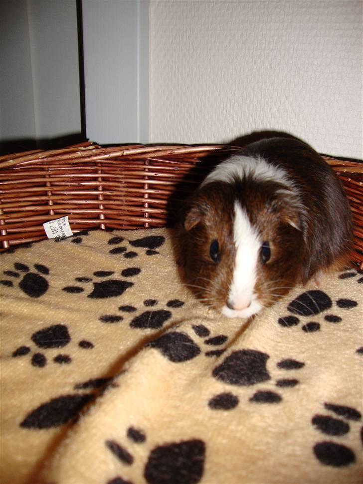 Marsvin Kastanje billede 6