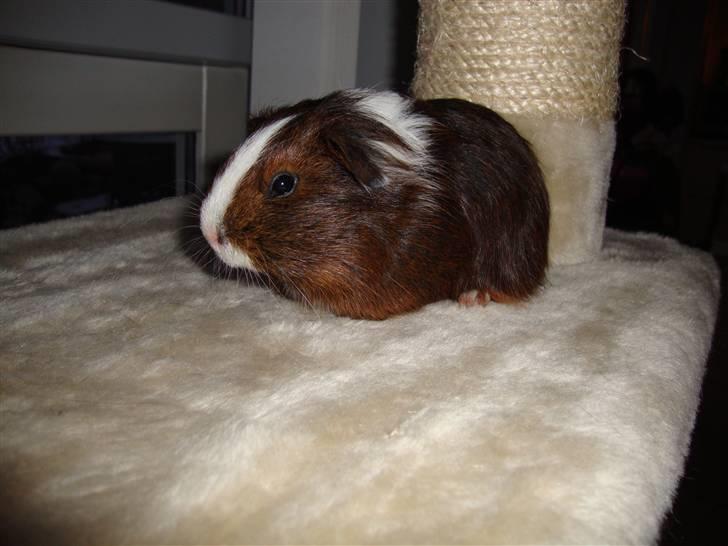 Marsvin Kastanje billede 7