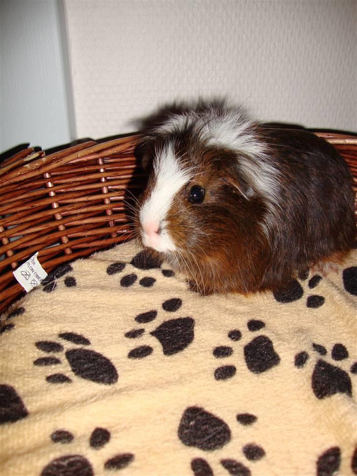 Marsvin Kastanje billede 8