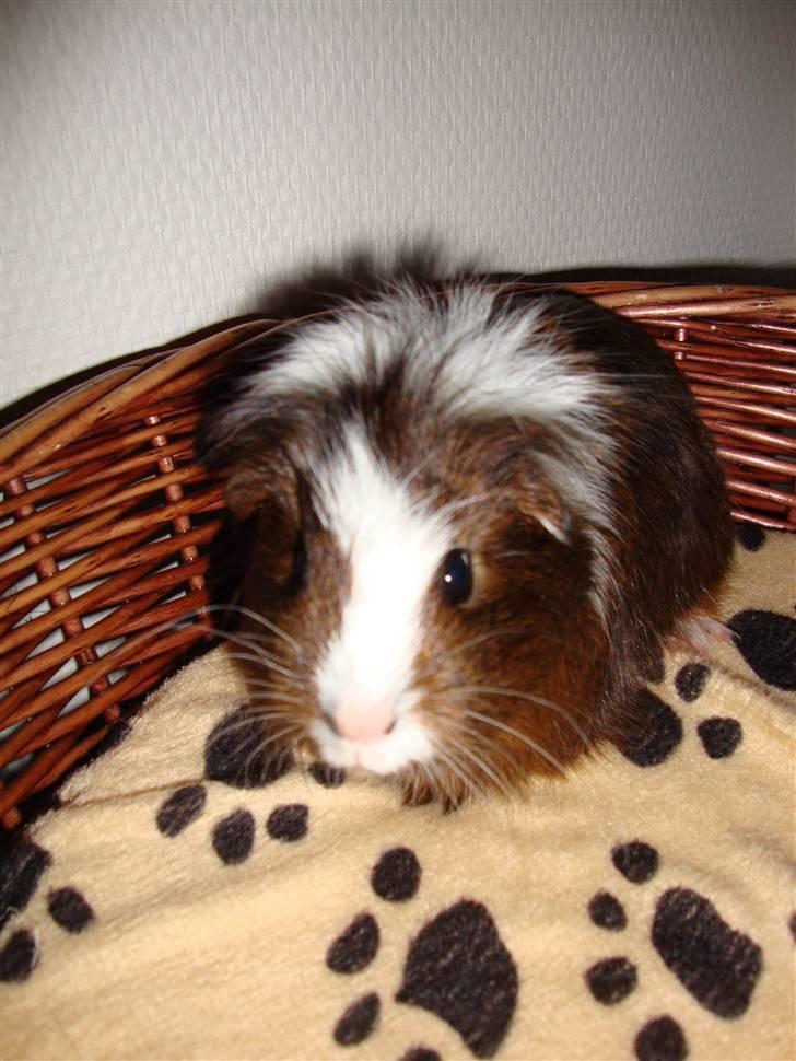 Marsvin Kastanje billede 9