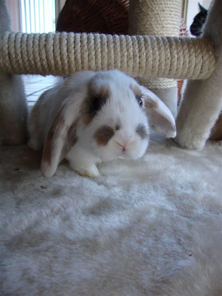 Kanin Dumle billede 1