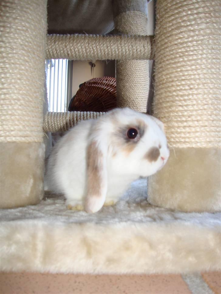 Kanin Dumle billede 2