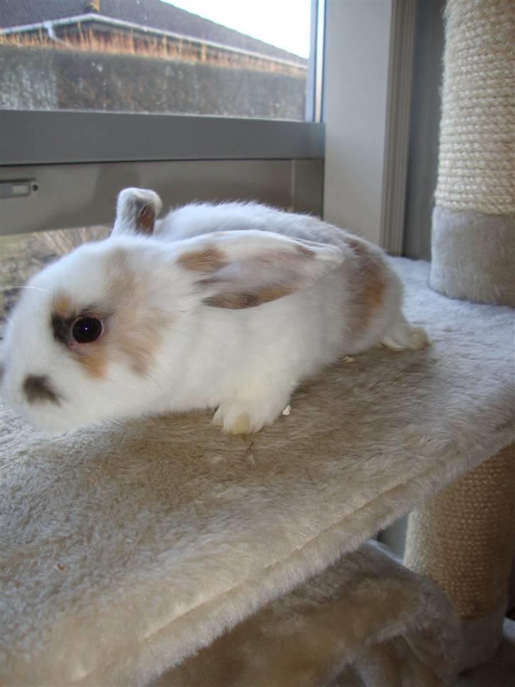 Kanin Dumle billede 3