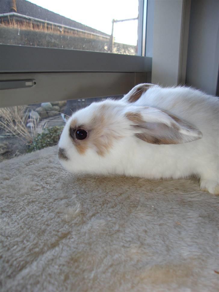 Kanin Dumle billede 4