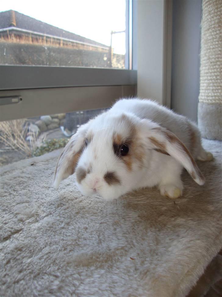 Kanin Dumle billede 5