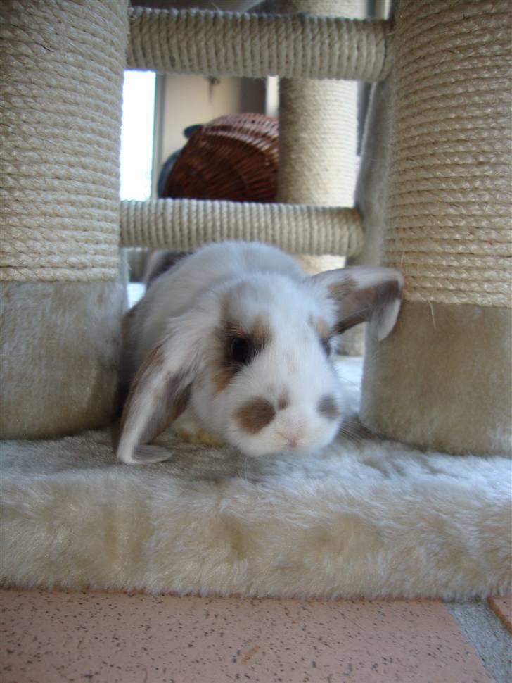 Kanin Dumle billede 6