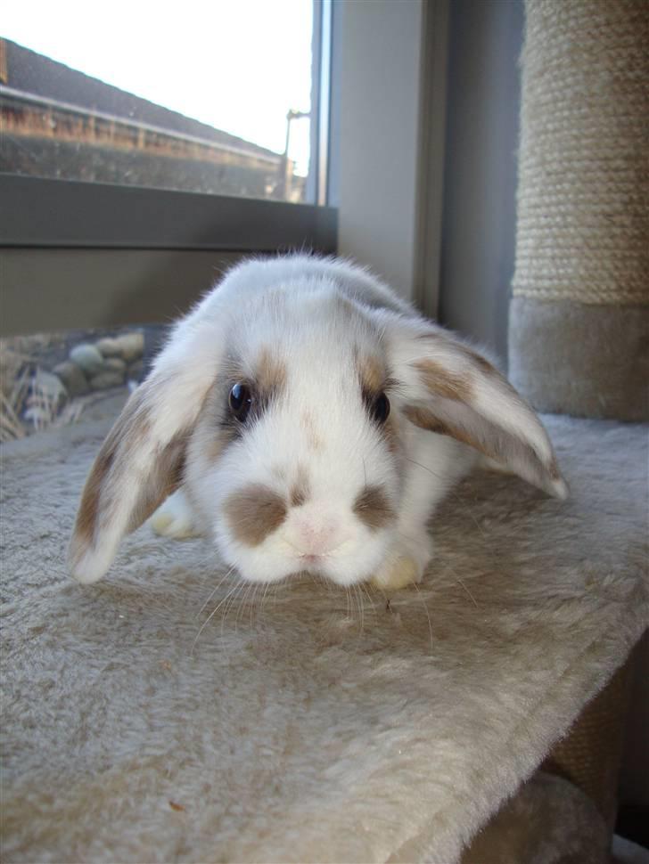 Kanin Dumle billede 7