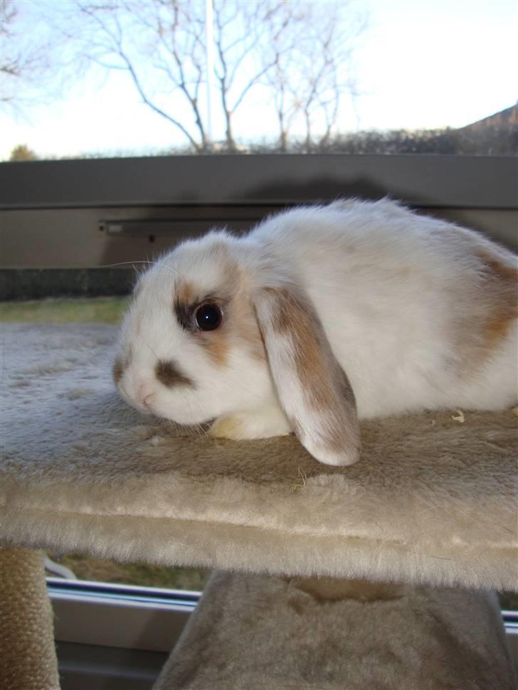 Kanin Dumle billede 8