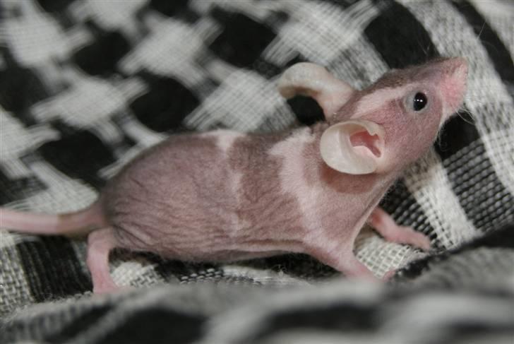 Mus Stald Picnic's Asti † DØD 26.2.2012 † billede 10