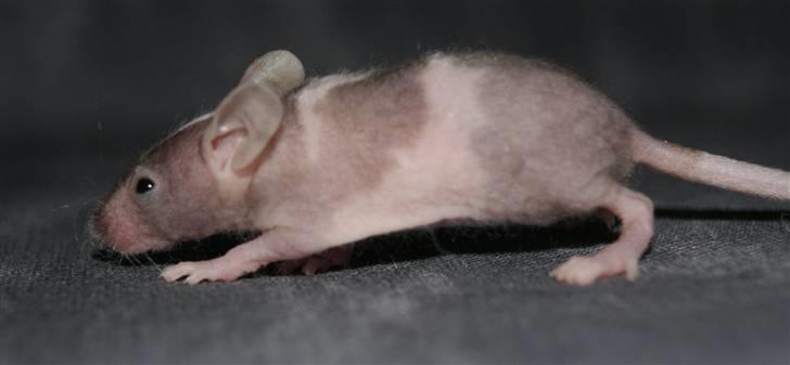 Mus Stald Picnic's Asti † DØD 26.2.2012 † billede 11