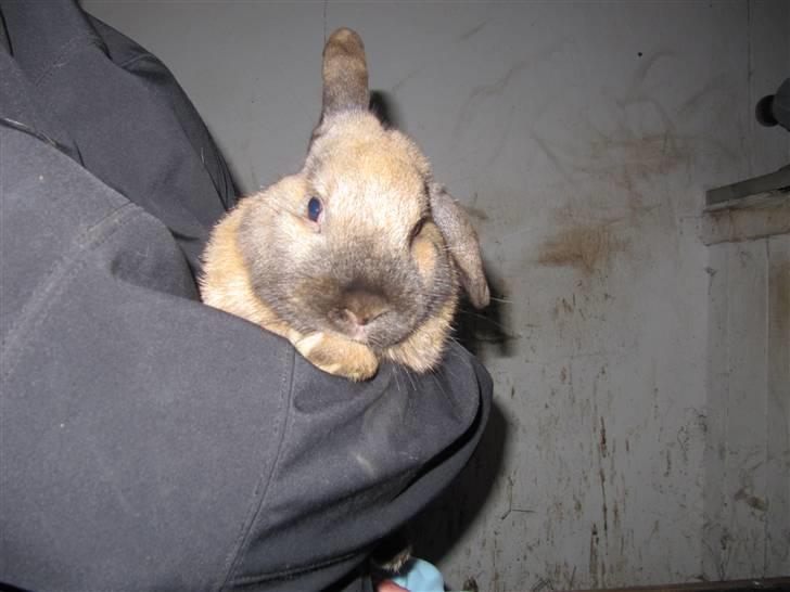 Kanin Bieber - Elsker hans øre. De er normalt hænge . men når man kæler ham rejser han tit det ene  billede 2