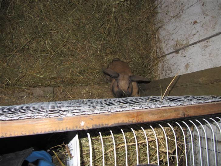 Kanin Bieber billede 3