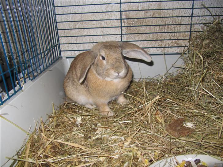 Kanin Ninka billede 1