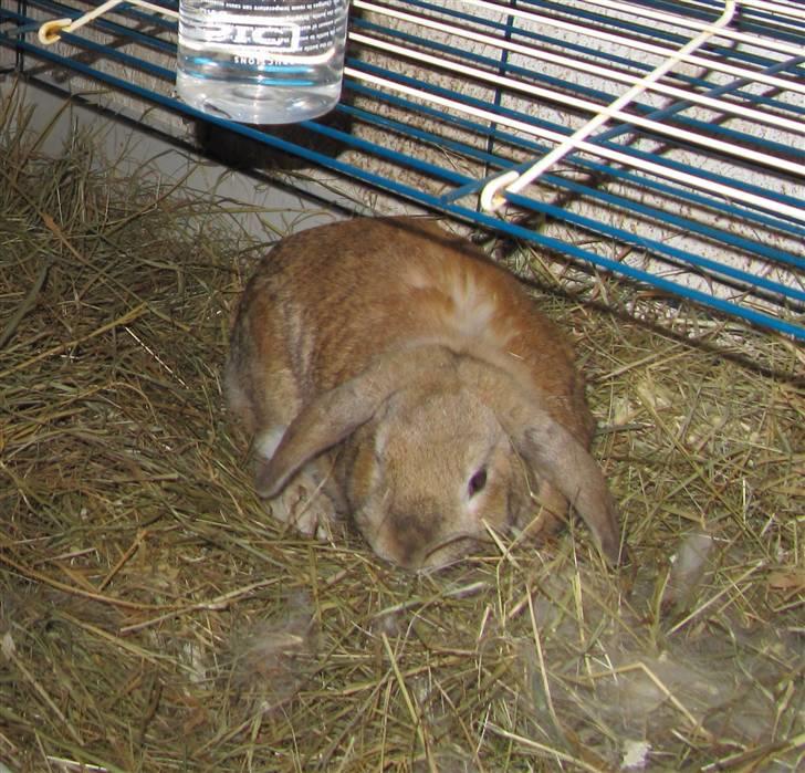 Kanin Ninka billede 2