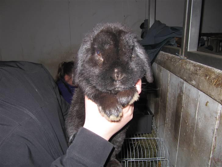 Kanin Ninus billede 1