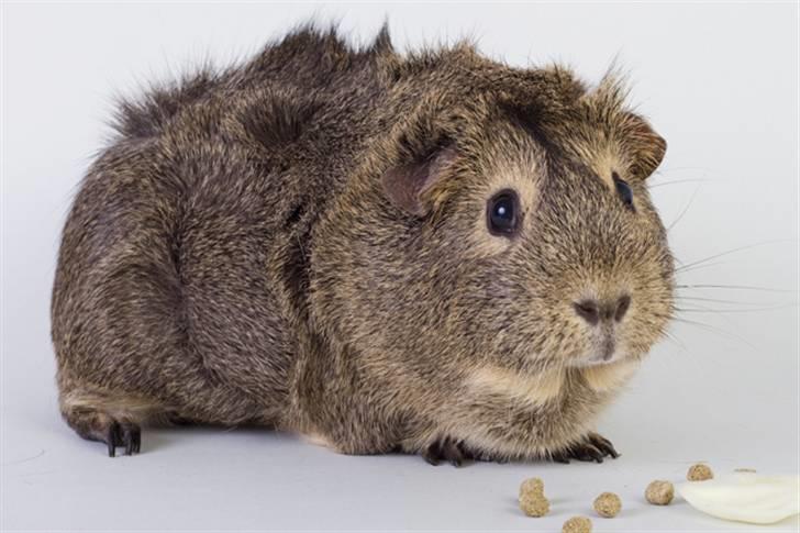 Marsvin Mulle - 12.03.11 billede 16