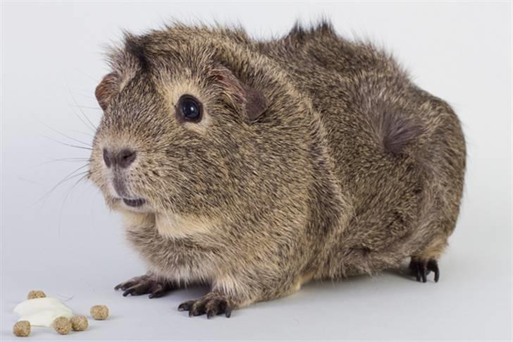 Marsvin Mulle - 12.03.11 billede 17