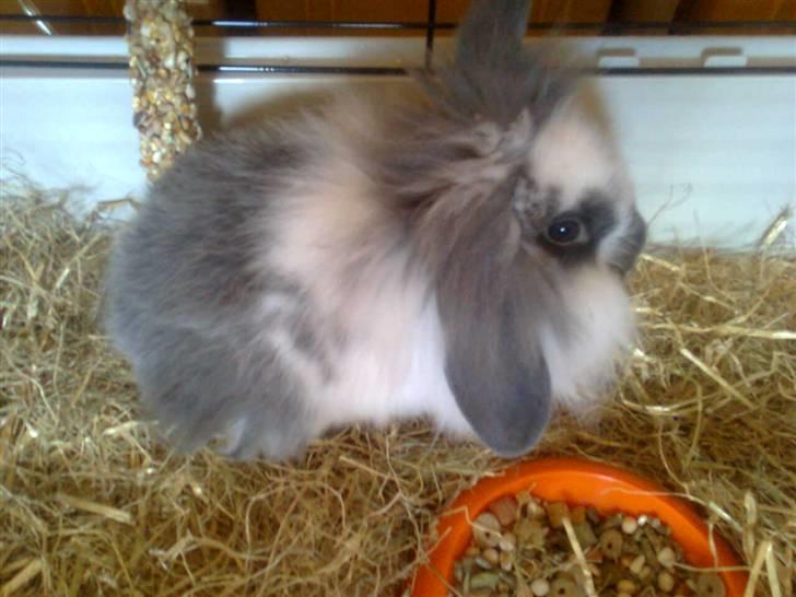 Kanin Mickey - Det var sådan Mickey så ud, da jeg fik ham. billede 1