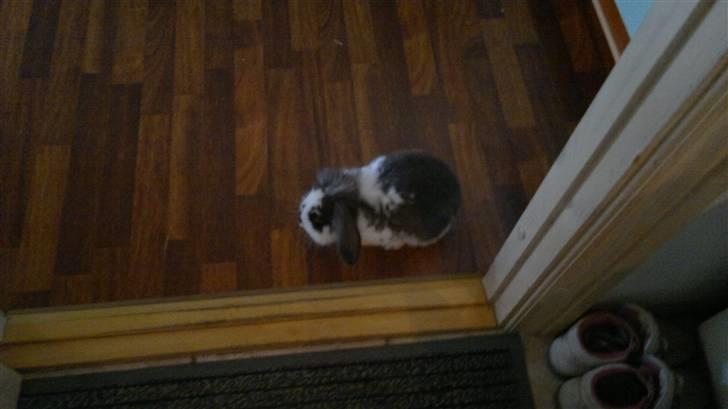 Kanin Mickey - Mickey. billede 2