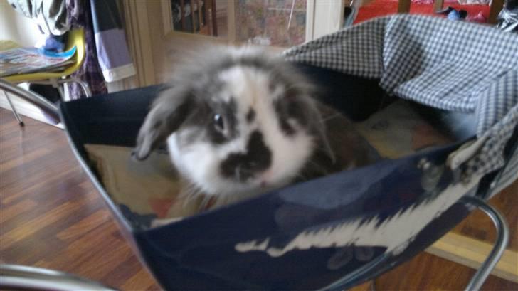 Kanin Mickey - Mickey i min lillesøsters dukkevogn. billede 3