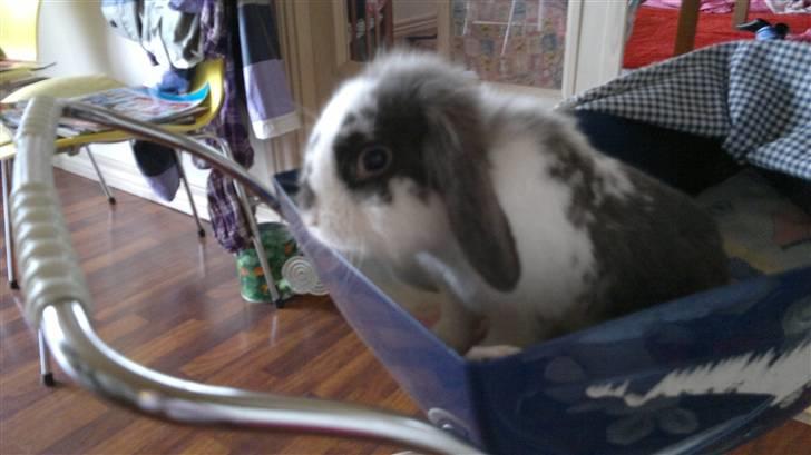 Kanin Mickey - Mickey i min lillesøsters dukkevogn. billede 4