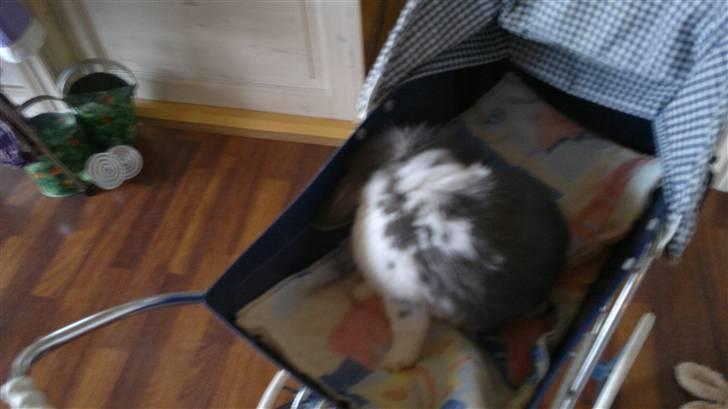 Kanin Mickey - Mickey i min lillesøsters dukkevogn. billede 5