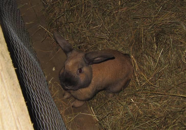 Kanin Bieber billede 4