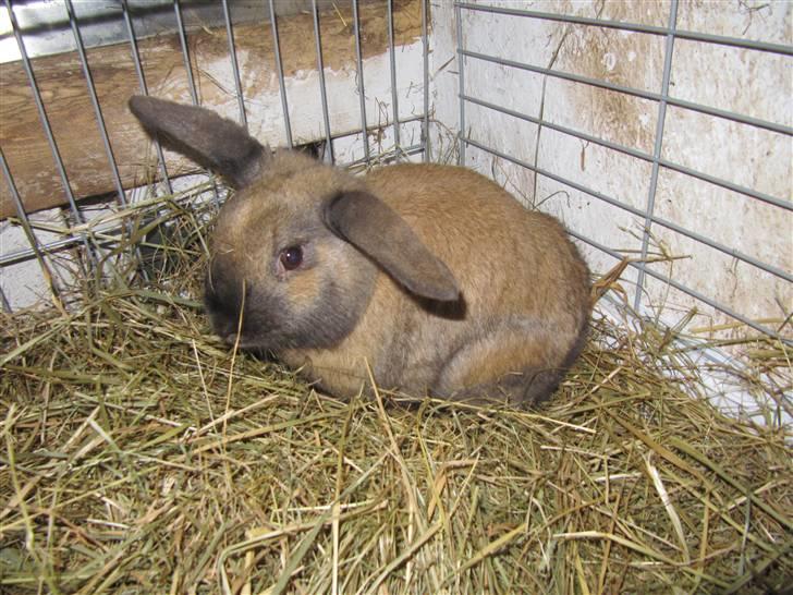 Kanin Bieber billede 5