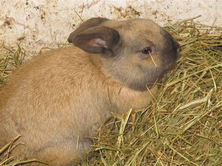 Kanin Bieber billede 6