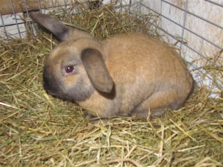 Kanin Bieber billede 7