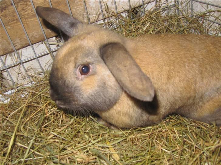 Kanin Bieber billede 8