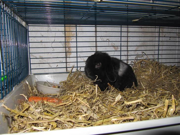 Kanin Ninus billede 2