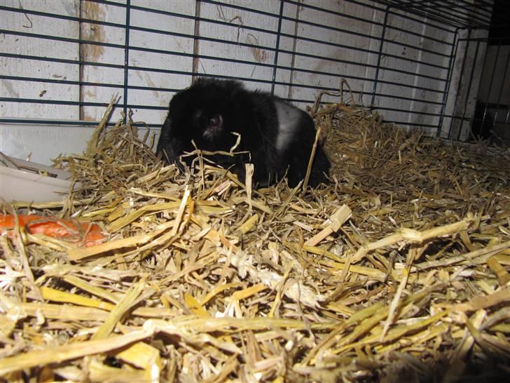 Kanin Ninus billede 3