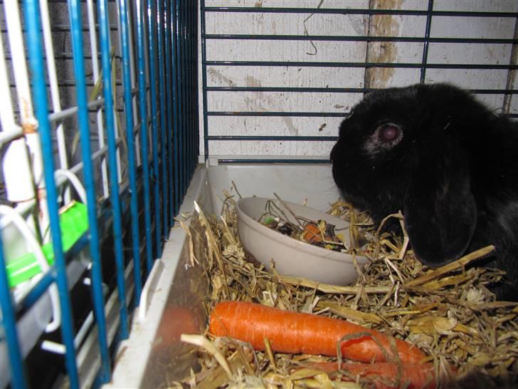 Kanin Ninus - Nam nam billede 4