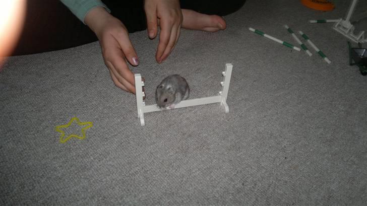 Dværghamster Grønnebæk's Nico - Gået bort - *NYT!!!* billede 14