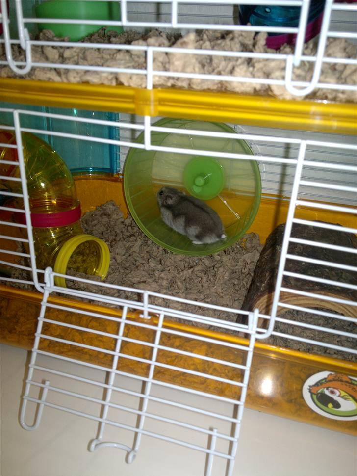 Dværghamster Grønnebæk's Nico - Gået bort - *NYT!!!* billede 15