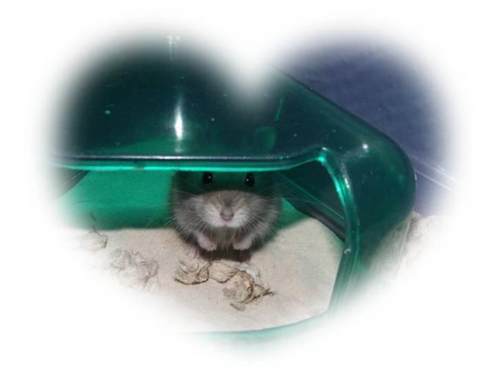 Dværghamster Grønnebæk's Nico - Gået bort - <3 billede 17