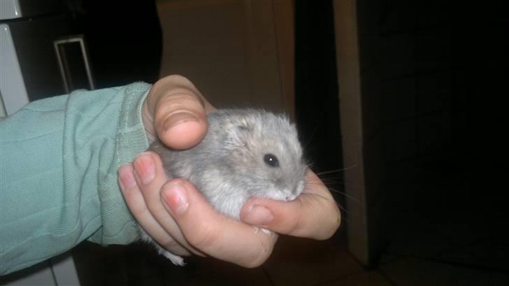 Dværghamster Grønnebæk's Nico - Gået bort - Du for lækker<3 billede 18