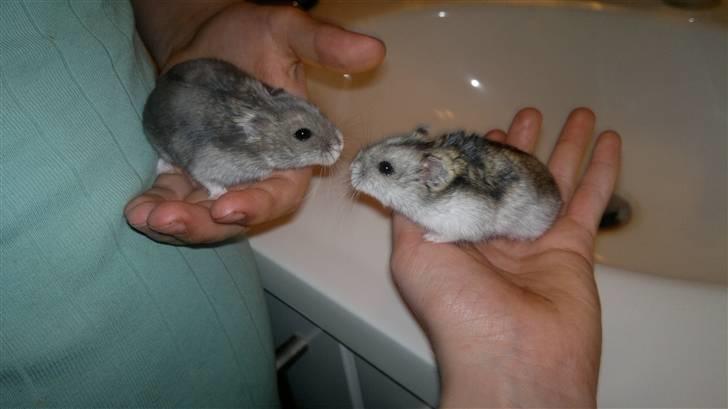 Dværghamster Grønnebæk's Nico - Gået bort - Bedstevenner!<3 billede 19