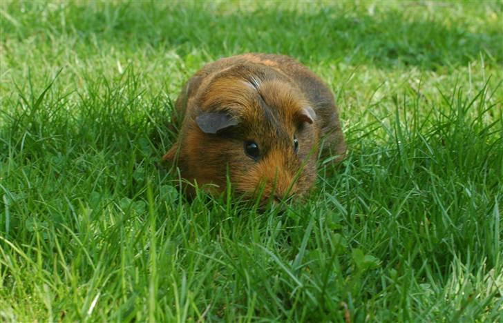 Marsvin Solsidens Lovely Lulu<3 billede 2