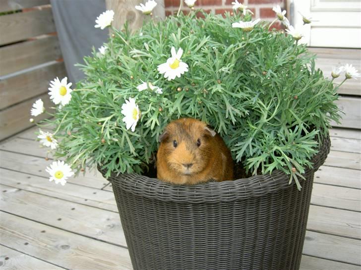 Marsvin Solsidens Lovely Lulu<3 - Undskyld dårlig kvalitet! billede 13