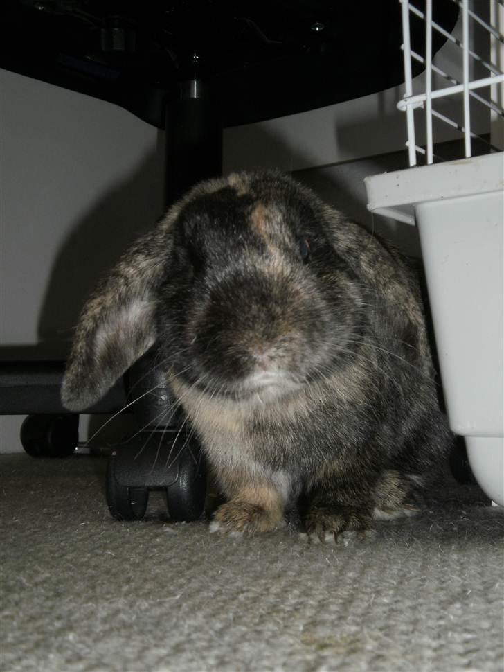 Kanin Ninus - Velkommen til Ninus´ profil:-) Håber at i  vil smide en kommentar og bedømmelse inden i går.. billede 1