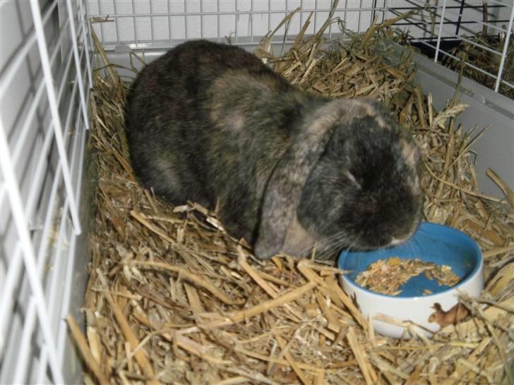 Kanin Ninus - Så er man lige lidt sulten:) billede 2