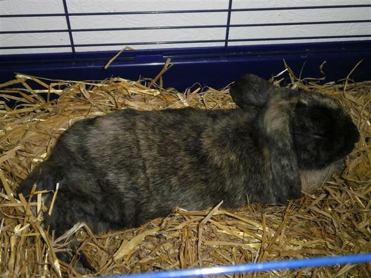 Kanin Ninus billede 4