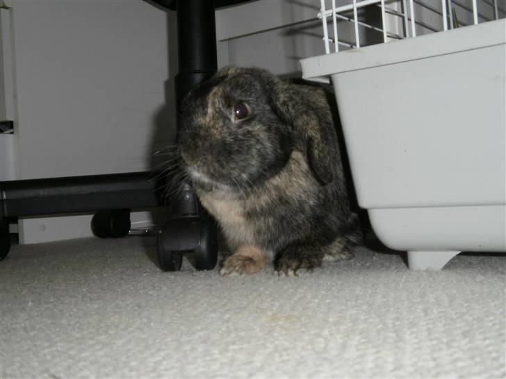 Kanin Ninus billede 5