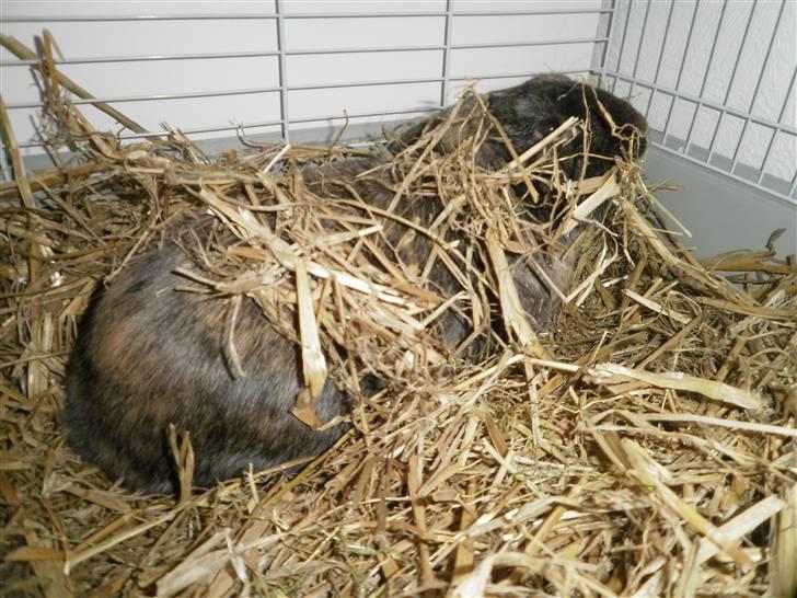 Kanin Ninus billede 6