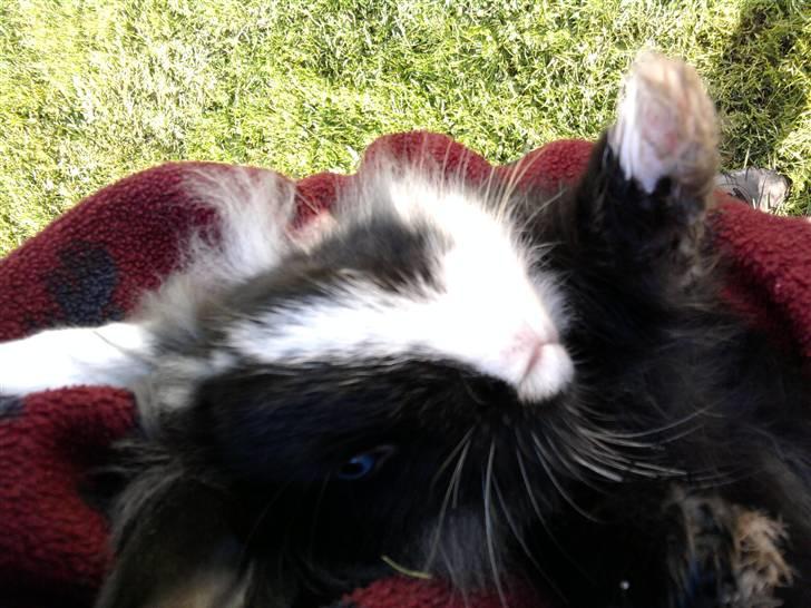 Kanin Stald Antons Toffifee - Billede: Sofie Amalie billede 12