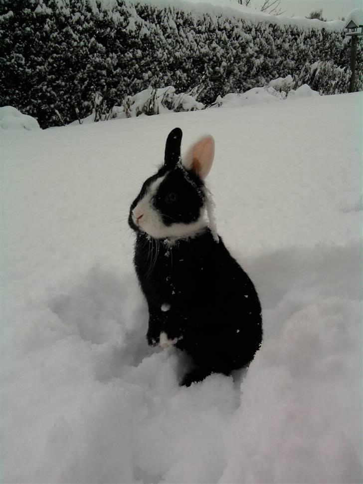 Kanin Stald Antons Toffifee - Toffi nyder sneen :-) Billede: mig billede 14