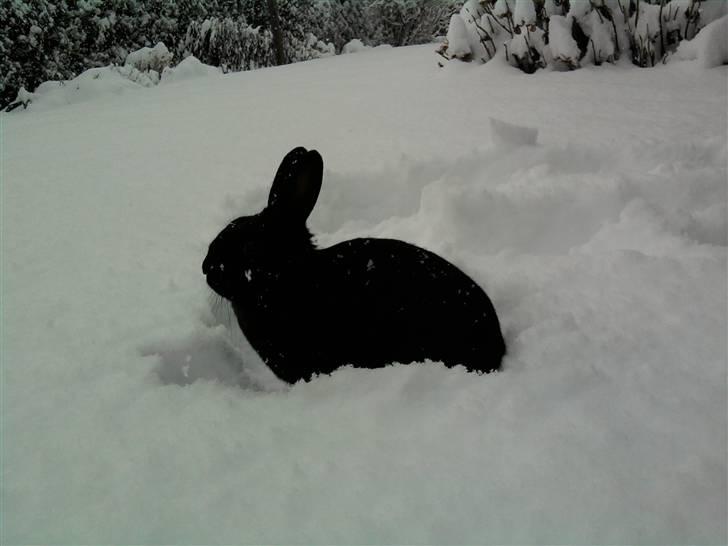 Kanin Little Miss Twister - Twister i sneen :-) Billede: mig billede 10