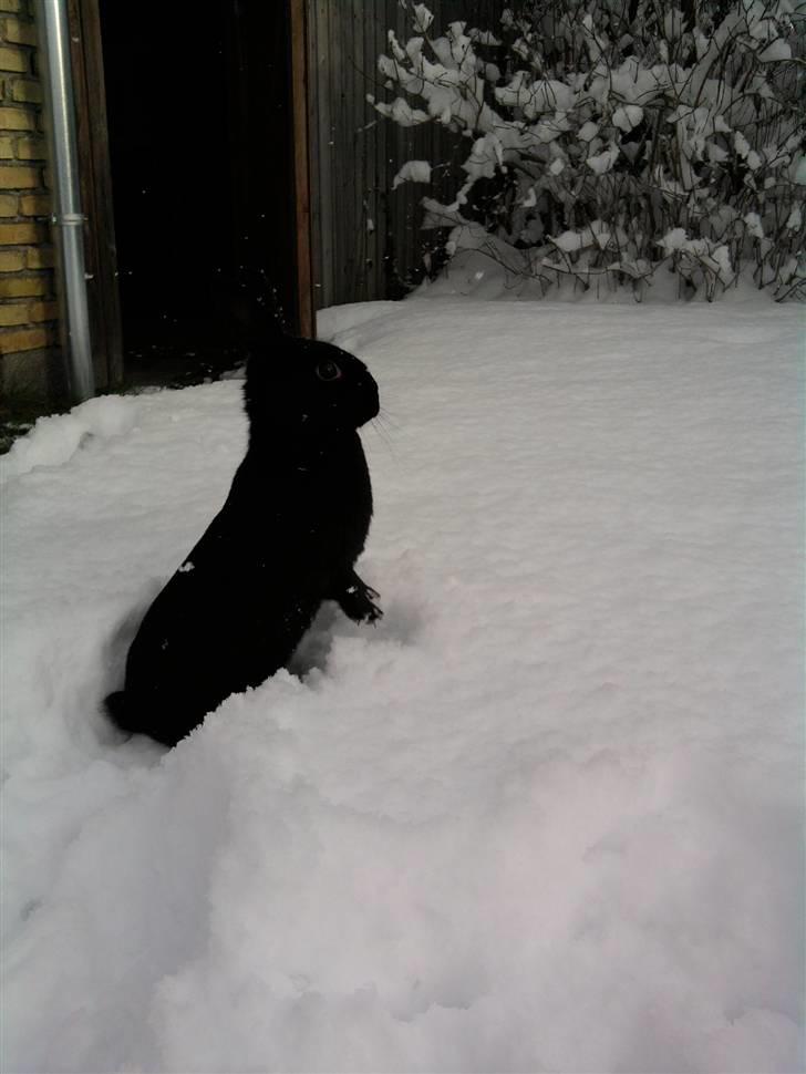 Kanin Little Miss Twister - Twister i sneen :-) Billede: mig billede 15